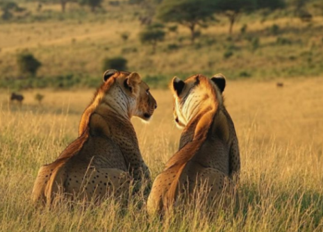 screenshot 2026 03 17 074730